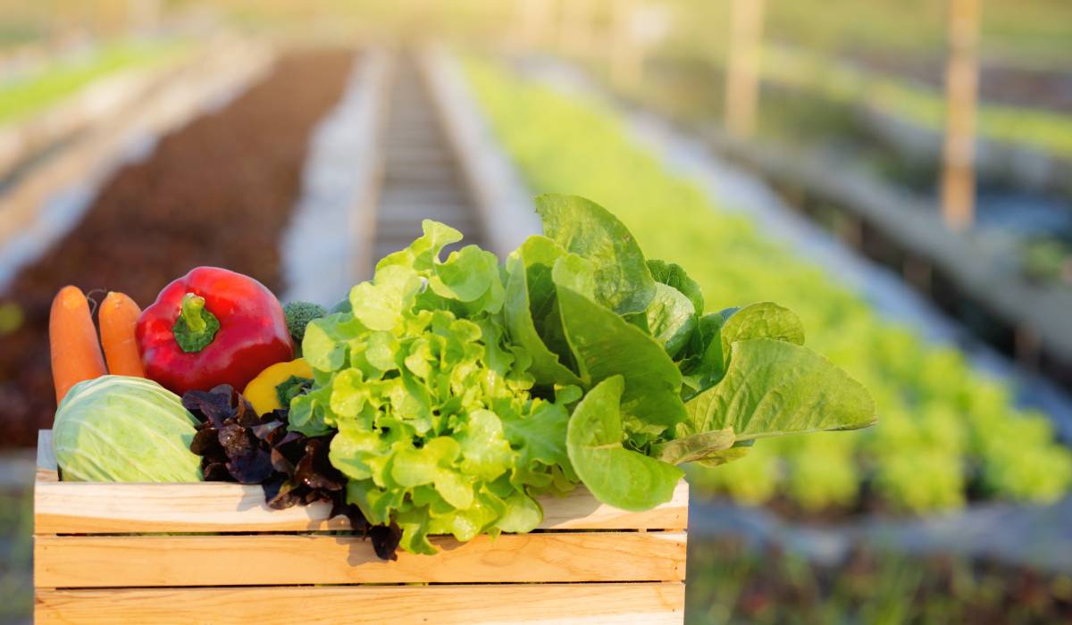 Vegetables in a box.
