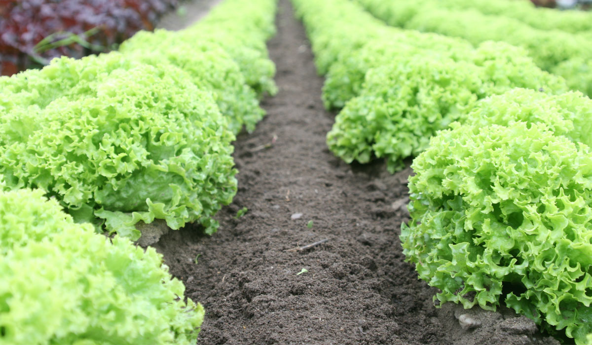 A Farm Of Lettuce In A Row