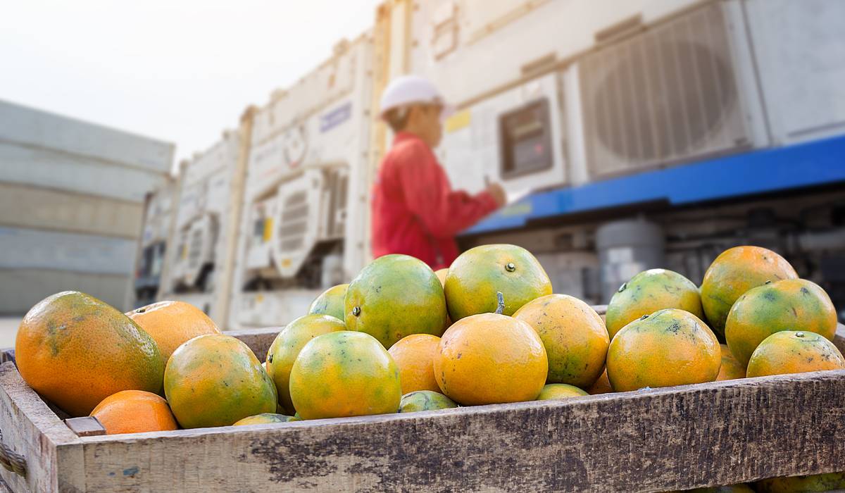 Orange fruit and food distribution.